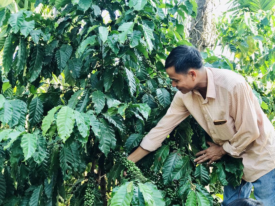 Gi&aacute; c&agrave; ph&ecirc; h&ocirc;m nay 3/10: Tồn kho giảm mạnh, đ&agrave; tăng c&oacute; thể k&eacute;o d&agrave;i đến 2023 &nbsp;