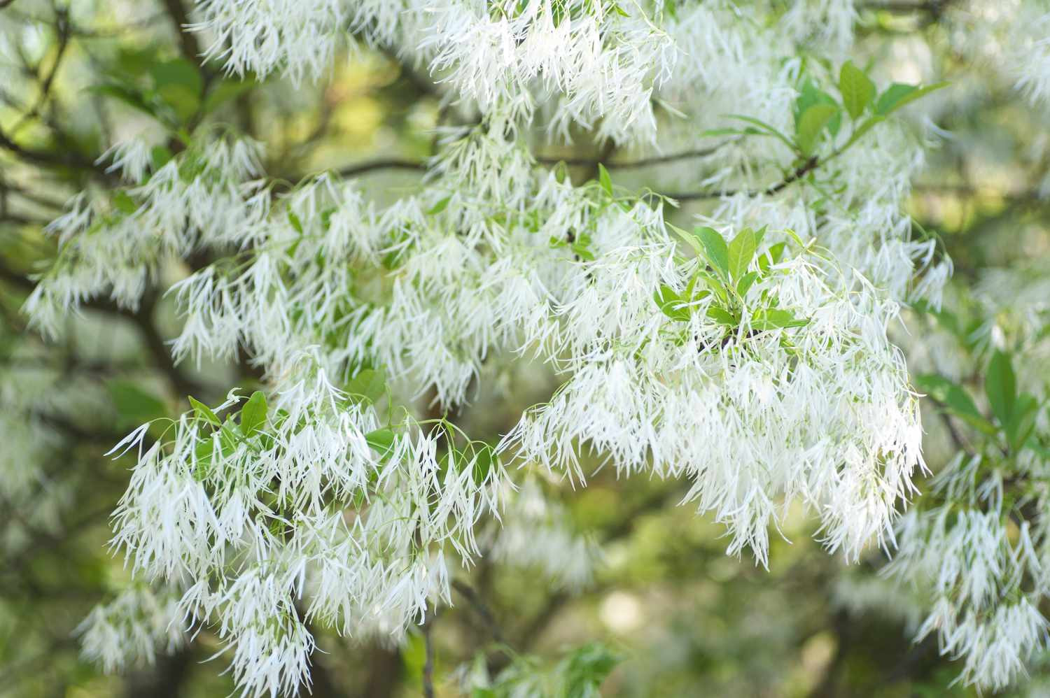 growing fringe tree chionanthus virginicus 3269218 hero acbdcb846191489dbe3c0a3da961fd46 1032