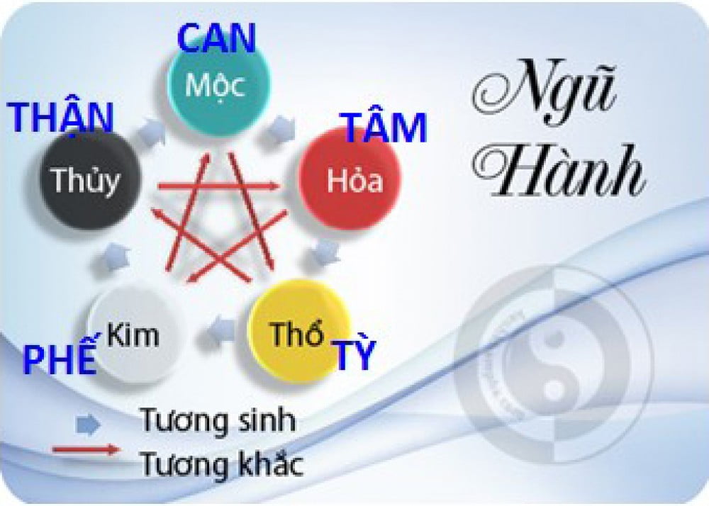 Dac diem chung benh ho do luc phu ngu tang la gi