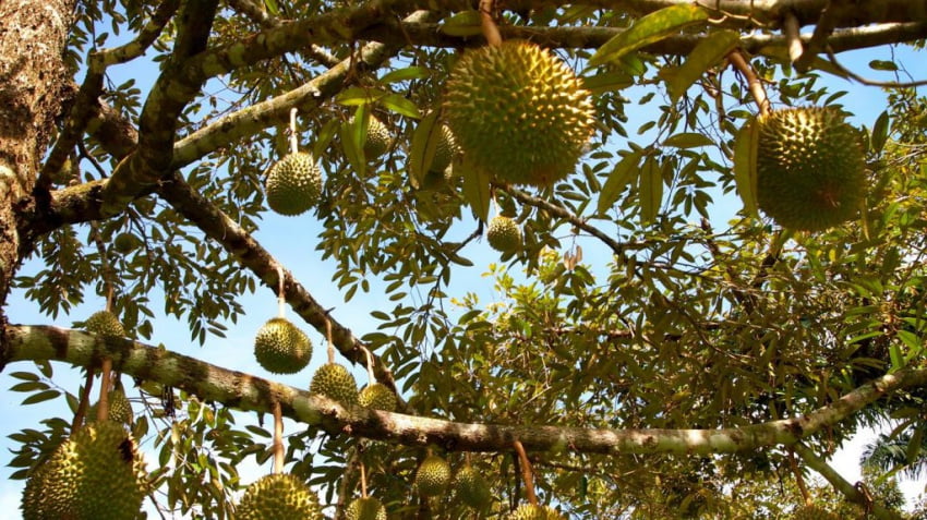 Sau rieng ben tre noi lo nhiem man