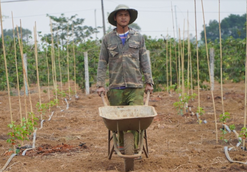 Nông dân Tây Nguyên phá cà phê trồng chanh dây