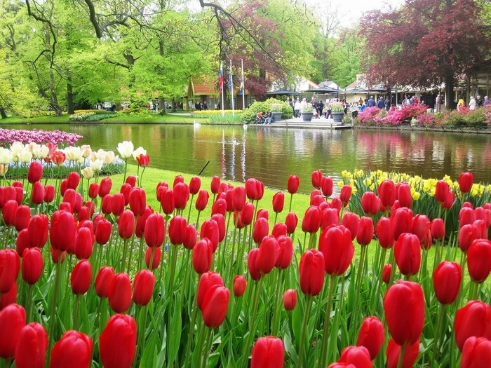 Hoa tulip khoe sắc trong vườn Keukenhof