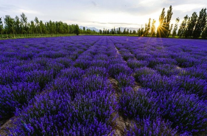 Khung cảnh quyến rũ đến khó cưỡng ở đồng hoa lavender