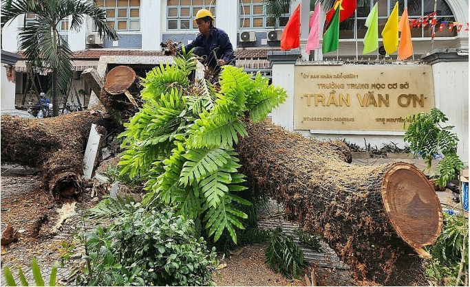 "Bỗng nhiên bật gốc" Me Tây cao 30 mét đổ ra đường đè trúng người