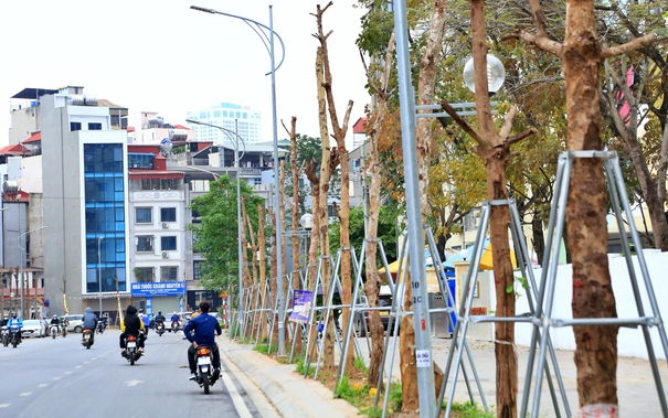 cay xanh chet kho ha noi