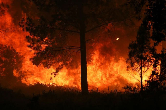 Biến đổi khí hậu gây cháy rừng ở nhiều khu vực trên thế giới, làm mất đi sự đa dạng sinh học