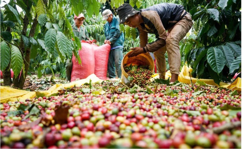 Giá cà phê tăng, Tân Thế Kỷ