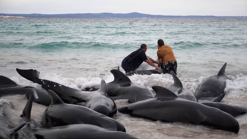 Hơn 50 con cá voi hoa tiêu chết vì mắc cạn ở bờ biển Tây Úc