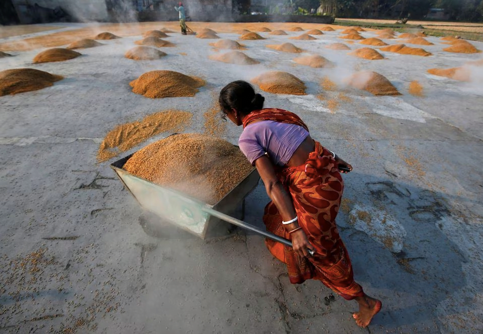 Lệnh cấm xuất khẩu gạo của Ấn Độ khiến giá lương thực tăng cao
