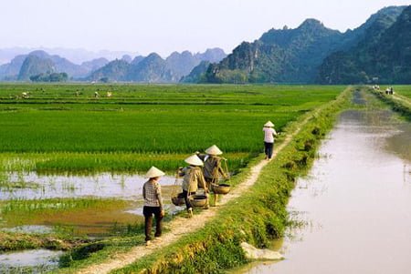 Quy định đấu giá đất nông nghiệp của Hà Nội là 'trái luật'