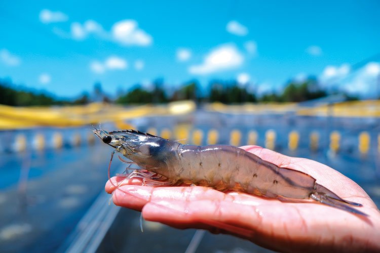 Giá tôm chạm đáy, người nuôi Miền Tây lâm cảnh treo ao| Tân Thế Kỷ