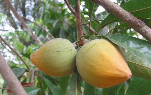 Quả trứng gà- lekima| Tân Thế Kỷ