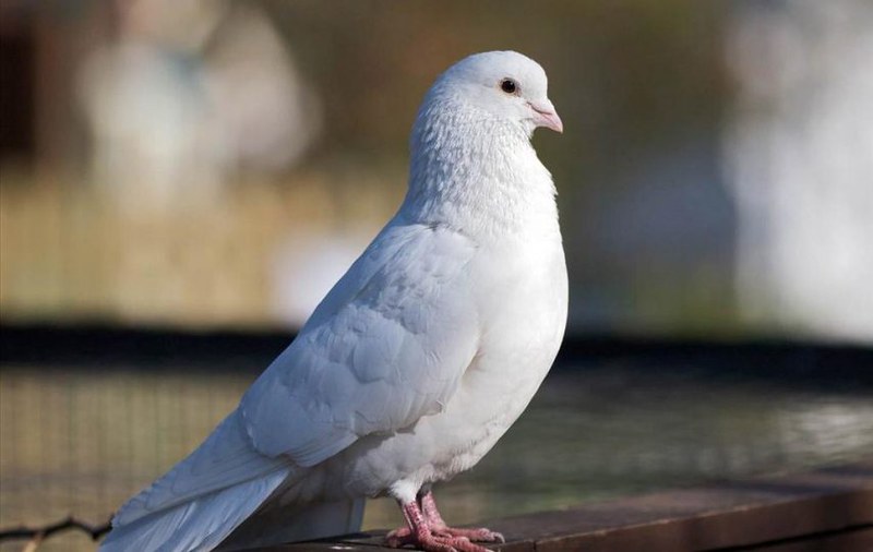 Bé gái 2 tuổi tử vong do virus hiếm gặp thường chỉ ảnh hưởng đến chim bồ câu | Tân Thế Kỷ