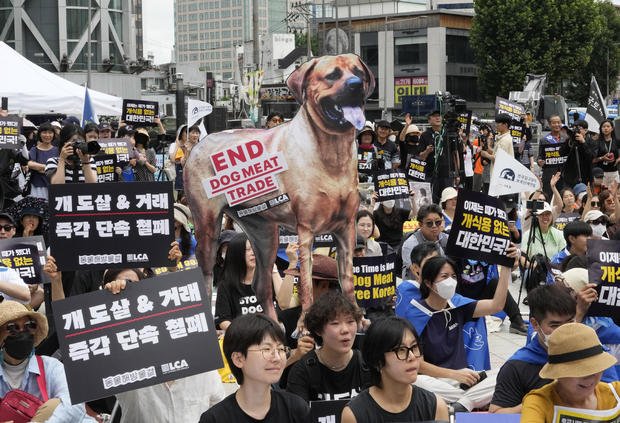 Hàn Quốc ủng hộ lệnh cấm sản xuất và bán thịt chó| Tân Thế Kỷ