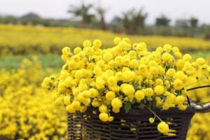 hoa cúc chi tiến vua