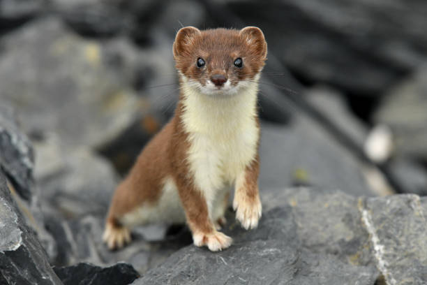 an Ermine is curious on Kodiak Island Alaska| Tân Thế Kỷ| TTK NEWS