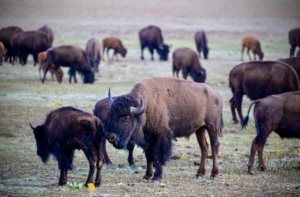 bò rừng bison