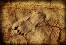 Những dấu chân viết lại câu chuyện về loài người | Tân Thế Kỷ