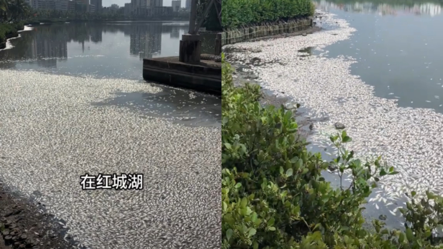 Trung Quốc: 8 tấn cá chết nổi trắng lòng sông ở Hà Khẩu