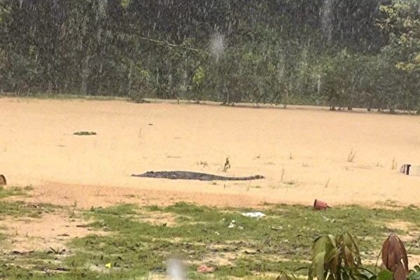 Trung Quốc: Cá sấu trốn thoát khi tường của trại chăn nuôi bị sập vì mưa lớn