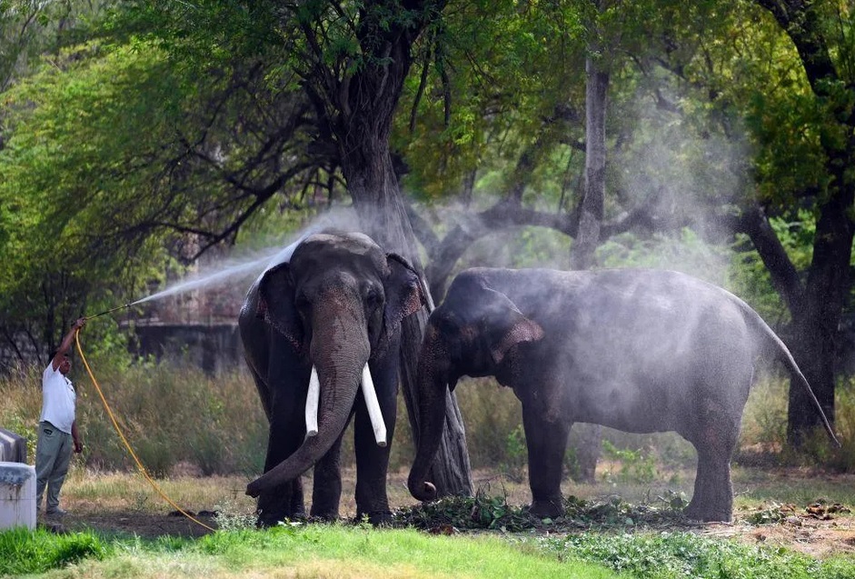 Các nhân viên tại vườn thú Delhi đã dùng nhiều biện pháp để đảm bảo các con vật được dễ chịu trước thời tiết nắng nóng. Ảnh: Getty Images