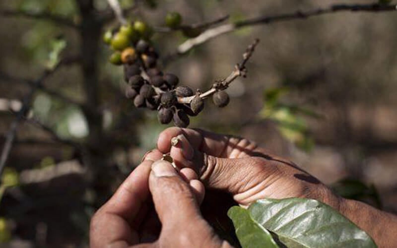 Biến đổi khí hậu làm ảnh hưởng đến vụ mùa cà phê.