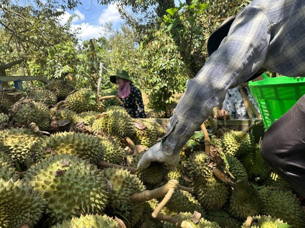 dong loc quet qua khoang 20 tan sau rieng cua nong dan bi rung 176 2