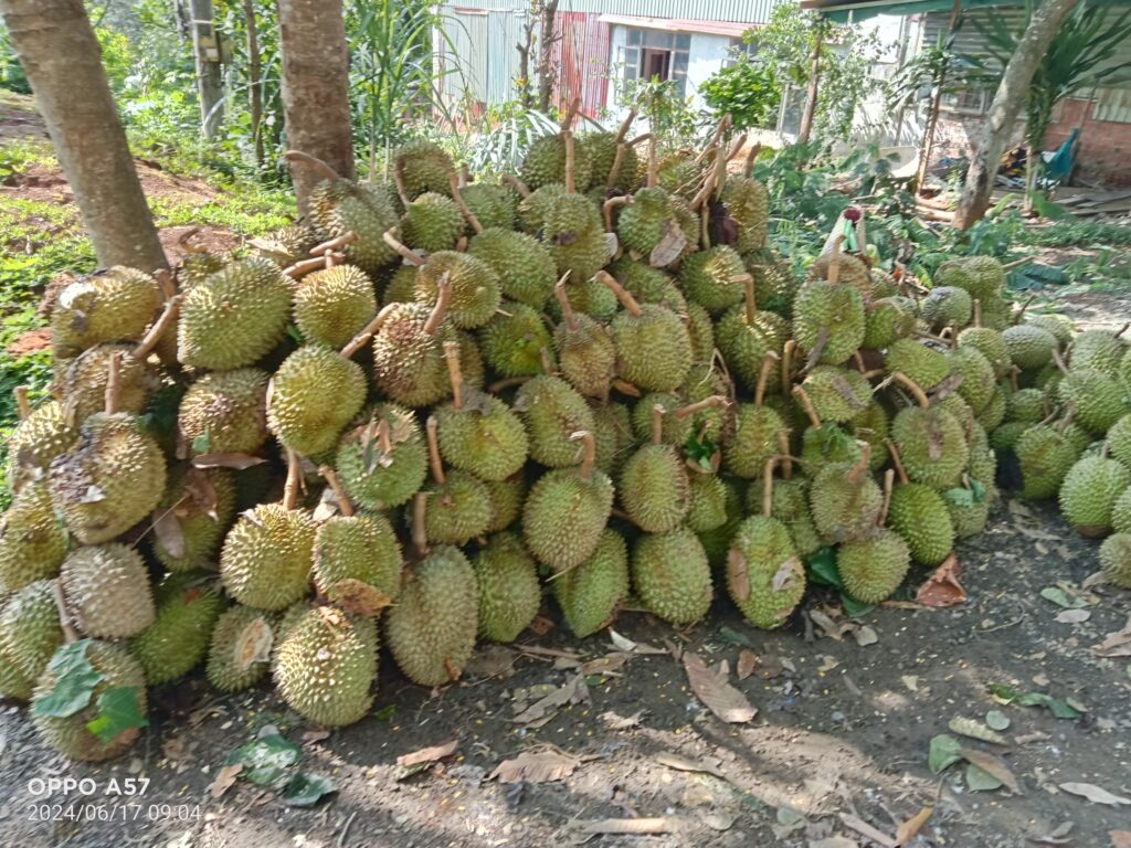 dong loc quet qua khoang 20 tan sau rieng cua nong dan bi rung 176 3