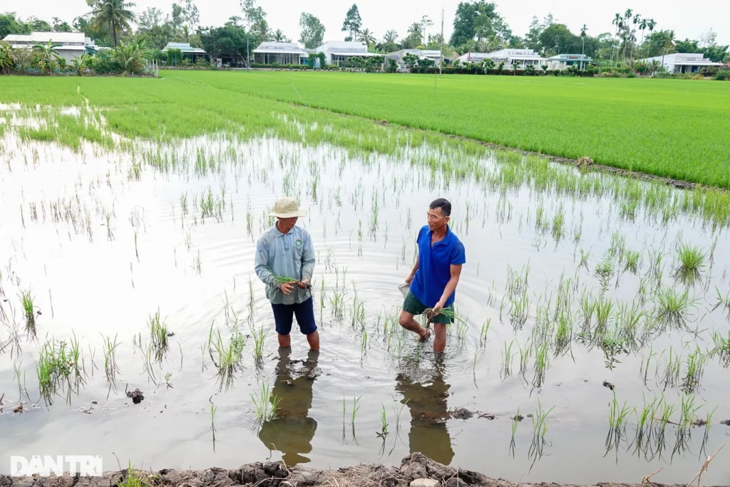 vu lua chet do nhiem man o hau giang nong dan lo vu moi mat trang 136 3