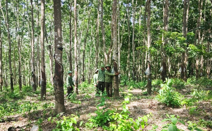 360ha cao su tren dat rung phong ho tai gia lai 1