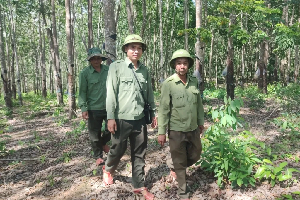 360ha cao su tren dat rung phong ho tai gia lai 3