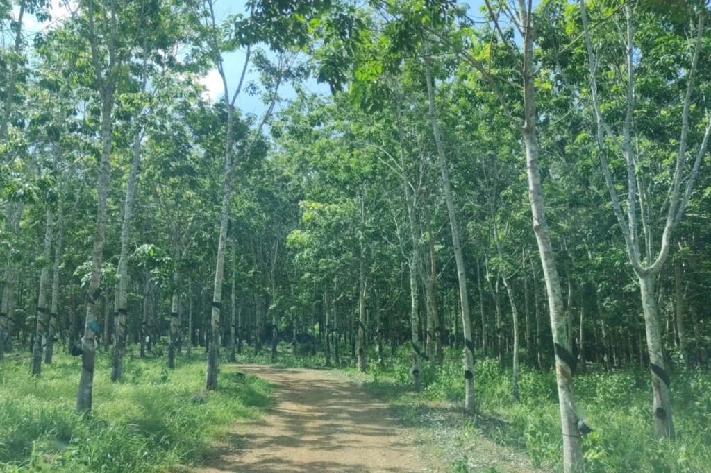 360ha cao su tren dat rung phong ho tai gia lai 4