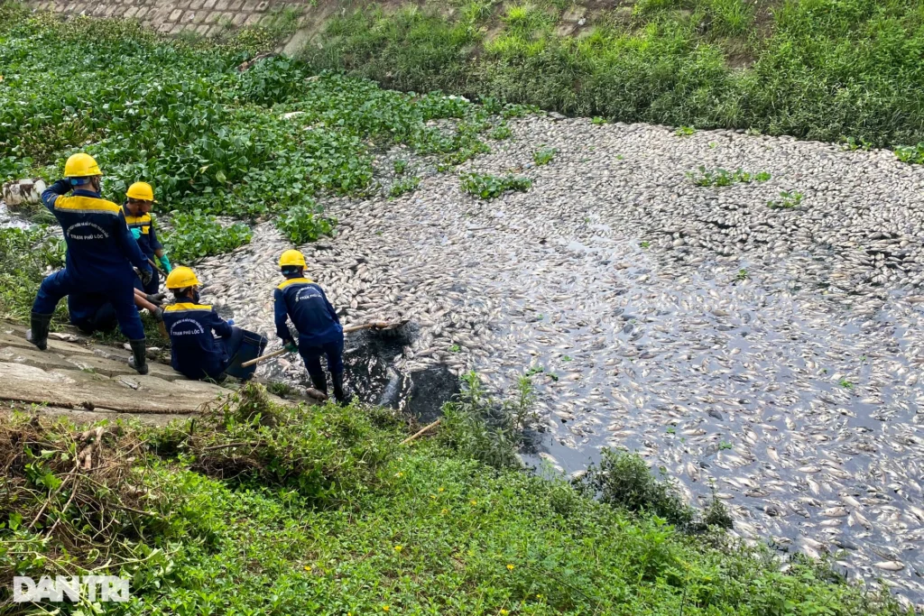 ca chet trang tren dong kenh ho o da nang 8