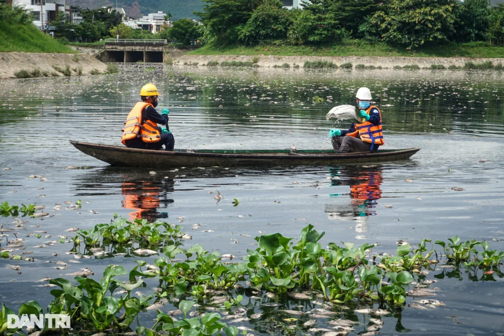 ca chet trang tren dong kenh ho o da nang 9