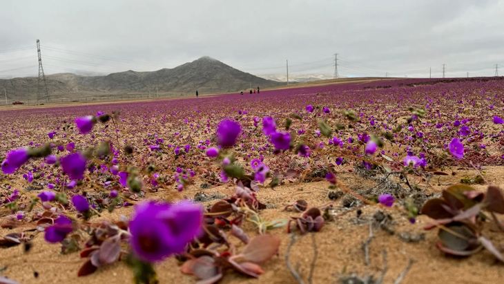 hoa tim no ro tren sa mac atacama kho can nhat the gioi 1