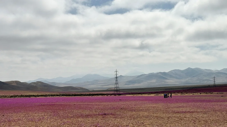 hoa tim no ro tren sa mac atacama kho can nhat the gioi 2