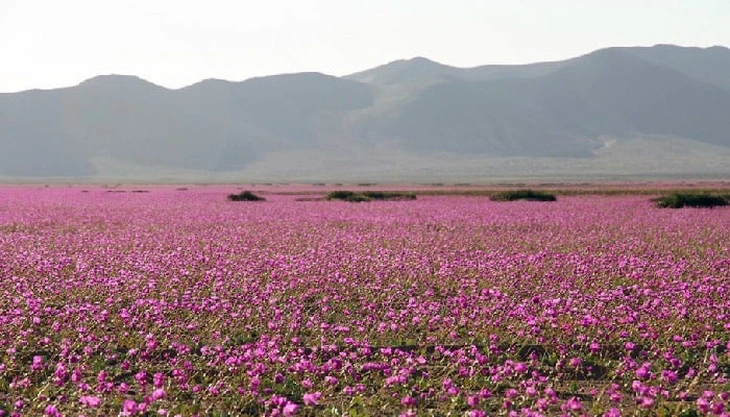 hoa tim no ro tren sa mac atacama kho can nhat the gioi 3