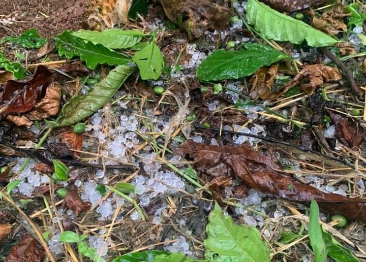 mua da kem giong loc thoi bay mai nha dan huyen ngheo tai dak nong 1