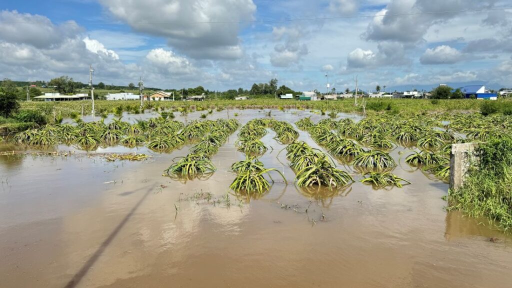 vuon thang long ngap toi ngon do mua lon tai binh thuan 1