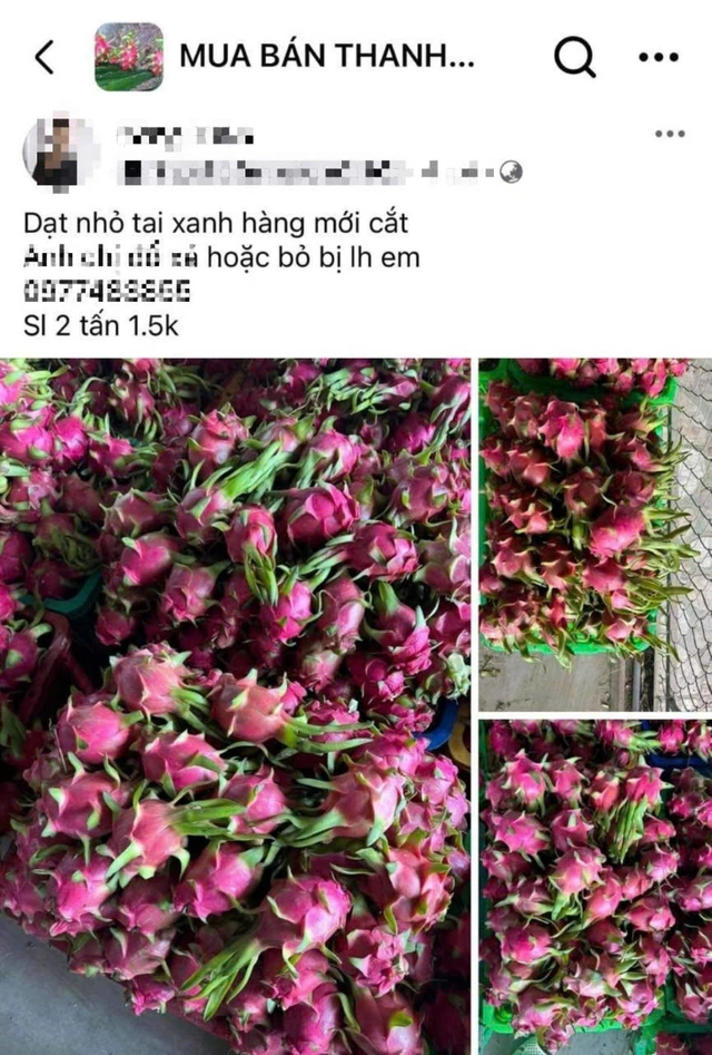 binh thuan thanh long nghich vu rot gia soc con 2 000 dong kg