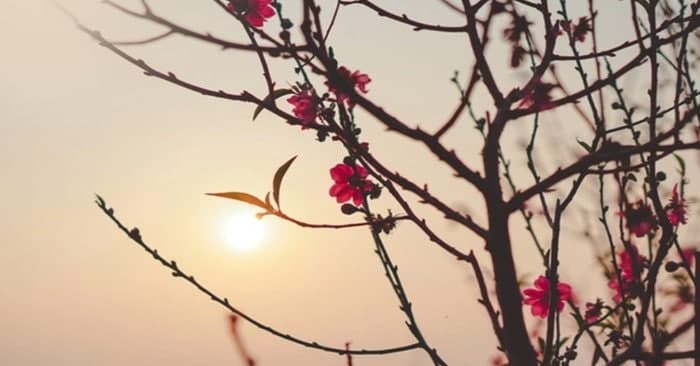 Thông điệp dành cho năm mới: Bình dị mới là chân thành, khỏe mạnh mới là phúc lộc