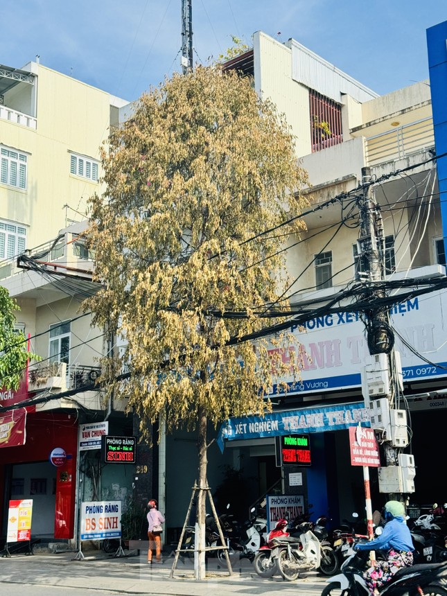 Cây xanh trên phố ở Quảng Ngãi chết bất thường, nghi bị đầu độc