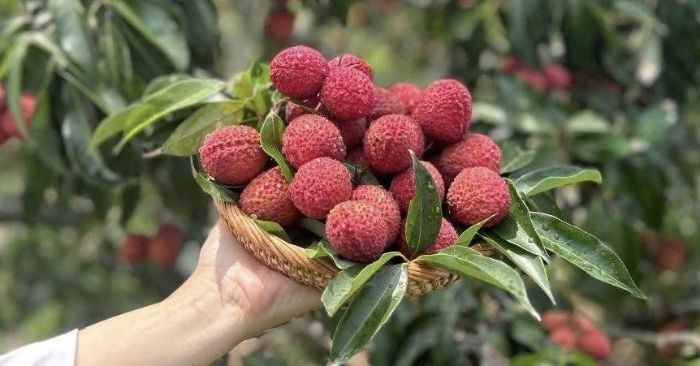 Sốc: Vải thiều Trung Quốc vào Việt Nam có giá 700 ngàn/kg