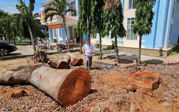 Hàng loạt cây gỗ lớn tại trụ sở phường bị chặt bán trước khi sáp nhập