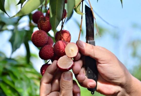 Sốt giá vải không hạt Thanh Hóa
