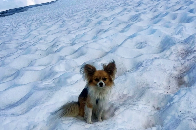 Chó Chihuahua giúp cứu chủ kẹt trong rãnh băng sâu 8 m