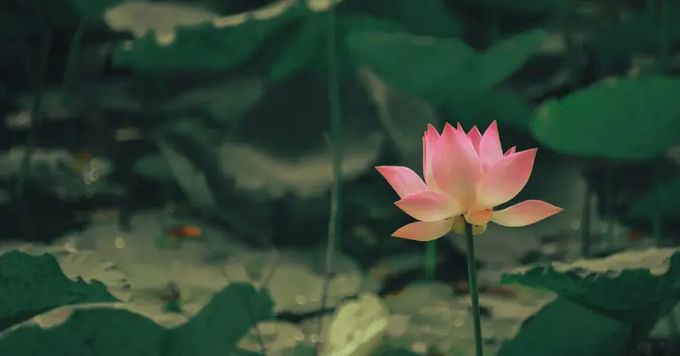 Lòng sẽ nhẹ đi rất nhiều, nếu ta làm được 3 cái “Không” này