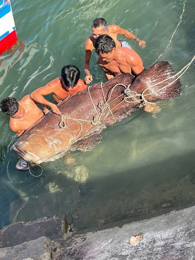 Ngư dân tình cờ bắt được "thủy quái" nặng 150kg: Chuyên gia nói hiếm gặp đến mức cả đời chỉ thấy một lần