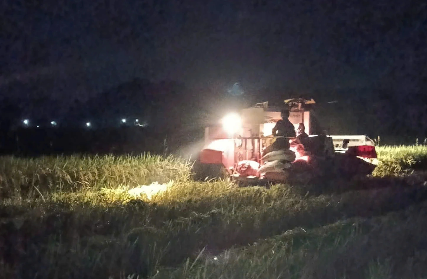 'Trắng đêm' thu hoạch lúa chạy bão số 11 (bão Matmo)