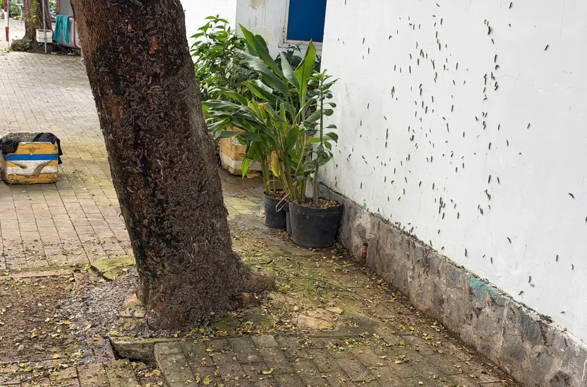 Rợn người hình ảnh sâu róm bò lúc nhúc, 'tấn công' nhà dân ở TP.HCM